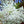 Load image into Gallery viewer, Elderflower Syrup 8 oz