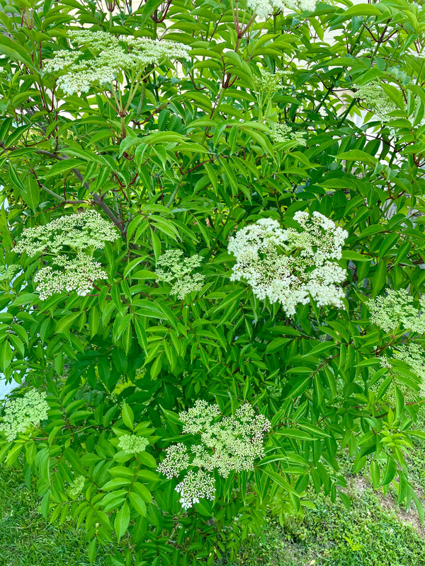 Elderflower Syrup 16 oz