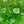 Load image into Gallery viewer, Elderflower Syrup 8 oz