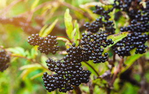 The five main benefits of elderberry for children