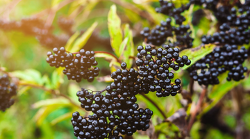 The five main benefits of elderberry for children